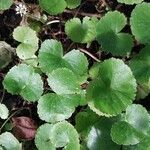 Centella asiatica Blad