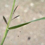 Eragrostis barrelieri Beste bat