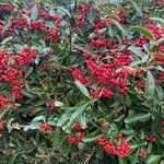 Pyracantha koidzumii Fruchs