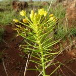 Bulbine abyssinica Other