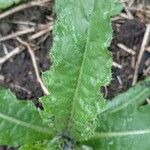 Taraxacum clemens Hoja