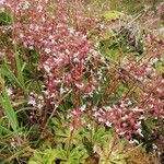Saxifraga spathularis Habit