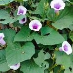 Ipomoea batatas Yeri