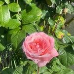 Rosa × odorata Bloem