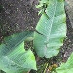 Strelitzia nicolai Leaf