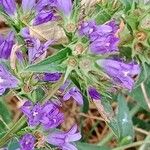 Campanula glomerata Flor