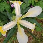 Iris orientalis Flower