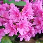 Rhododendron kiusianum Цвят