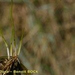 Eleocharis parvula Συνήθη χαρακτηριστικά