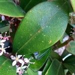 Skimmia japonica Leaf