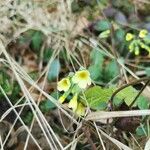 Primula × polyanthaFlower