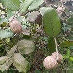 Neocarya macrophylla Folha