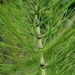 Equisetum telmateia Folla