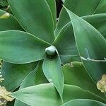 Agave attenuata পাতা