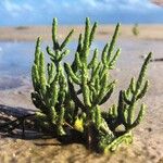 Salicornia procumbens List