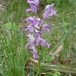 Orchis militaris Συνήθη χαρακτηριστικά