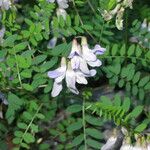 Vicia sylvatica Fleur