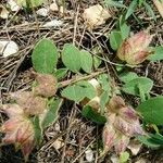 Tripodion tetraphyllumFruit