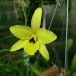 Laelia aurea Fleur