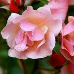 Rosa glauca Flor