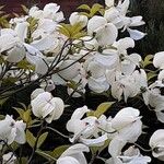 Cornus nuttallii Hábito