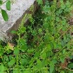 Chenopodium polyspermum Blad