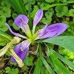 Iris brevicaulis Kvet