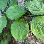 Cornus rugosa Blatt