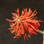 Erythrina abyssinica Flower
