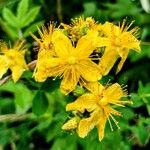 Hypericum maculatumFlower