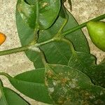 Garcinia intermedia Leaf