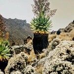 Dendrosenecio kilimanjari Fleur