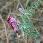 Vicia benghalensis Folha