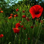 Papaver rhoeas Цвят