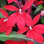 Lobelia cardinalis Fleur