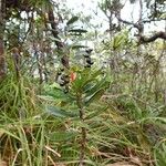 Canacomyrica monticola Habit