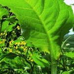 Silphium perfoliatum Yaprak