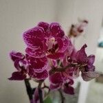 Phalaenopsis × singulifloraКвітка