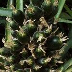 Puya chilensis Ovoce