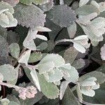 Kalanchoe pumila Hoja
