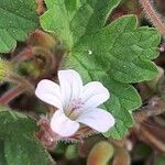 Geranium sibiricum Květ