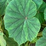 Begonia handelii Folha