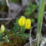 Ononis striata Flower