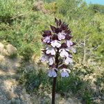 Orchis purpureaOtro