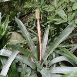 Aechmea pineliana Цвят