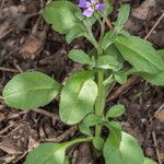 Malcolmia chia Leaf