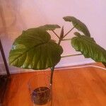 Ficus umbellata Лист