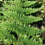 Dryopteris aemula Övriga