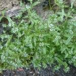 Valerianella locustaFlower