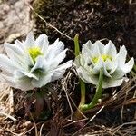 Trollius lilacinus Flower